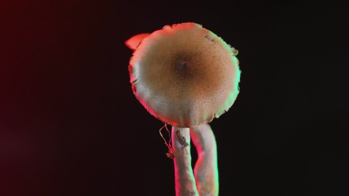 墨西哥魔菇:一种具有迷幻作用的蘑菇
