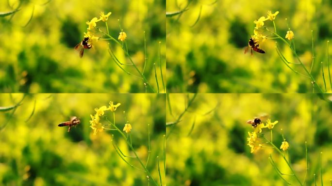 蜜蜂在黄色的油菜花上采集花蜜。蜜蜂在黄色油菜花上收集花粉。春天用油菜花的蜜蜂——油菜花蜜蜂采集花蜜。