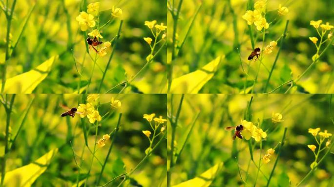 蜜蜂在黄色的油菜花上采集花蜜。蜜蜂在黄色油菜花上收集花粉。春天用油菜花的蜜蜂——油菜花蜜蜂采集花蜜。