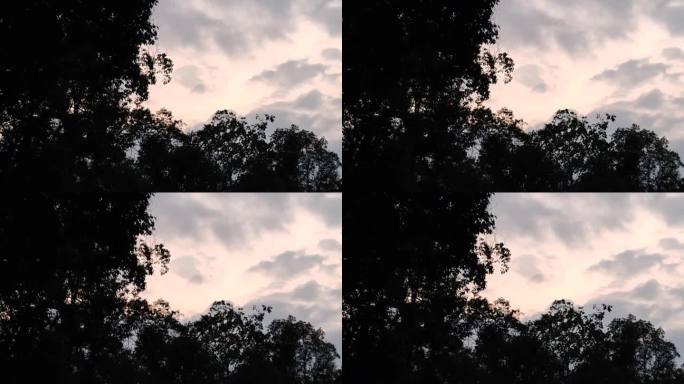 天空 晚霞 云彩 落日余晖与树木