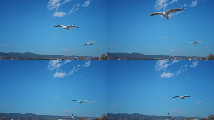 【正版素材】昆明海鸥海埂候鸟9539