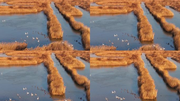 黄河入海口湿地鸟类-7