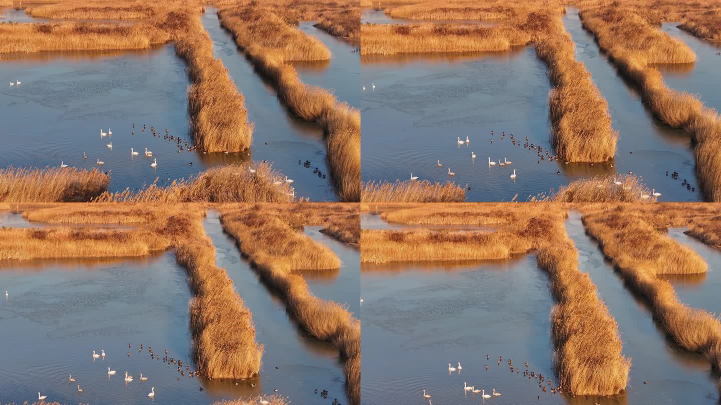 黄河入海口湿地鸟类-7
