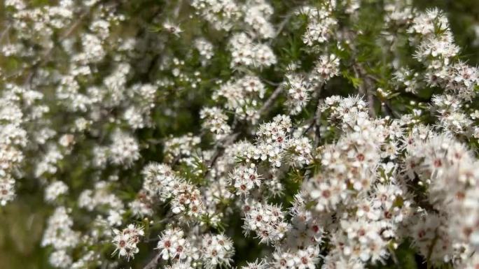 Kanuka (Kunzea ericoides)茶树花