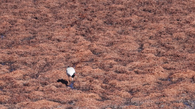 黑颈鹤在纳帕海湿地漫步