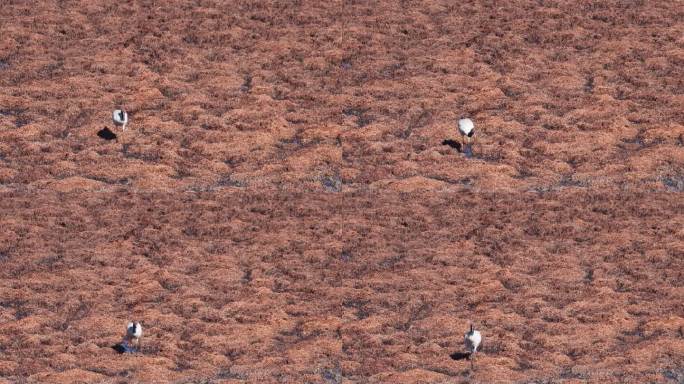 黑颈鹤在纳帕海湿地漫步