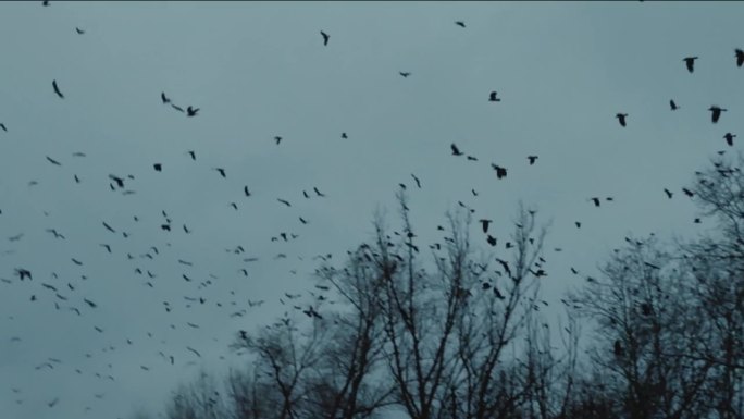 夜幕降临，一大群黑乌鸦从树上起飞，飞向远方。