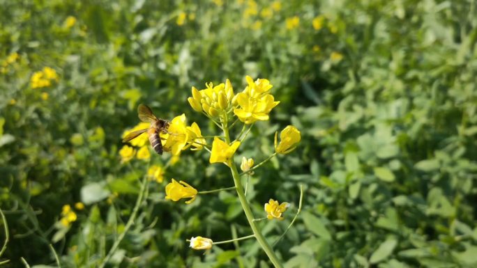 蜜蜂在黄色的油菜花上采集花蜜。蜜蜂在黄色油菜花上收集花粉。春天用油菜花的蜜蜂——油菜花蜜蜂采集花蜜。