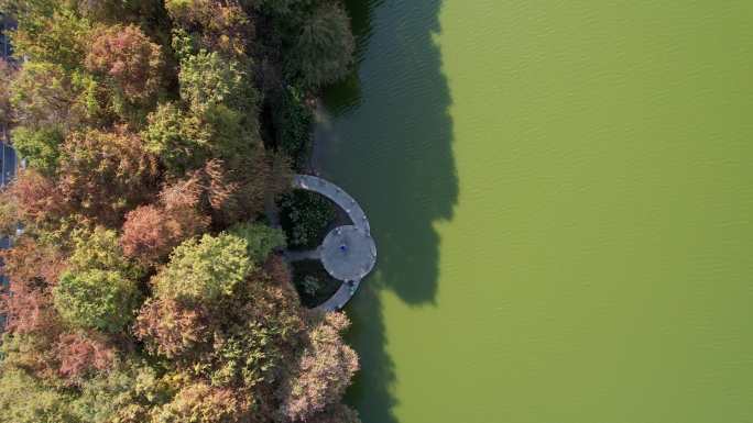 深圳洪湖公园水杉