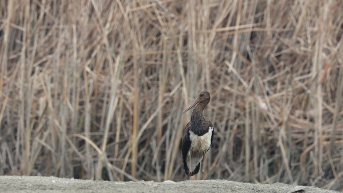 湿地芦苇遍的国家一级保护动物黑鹳视觉