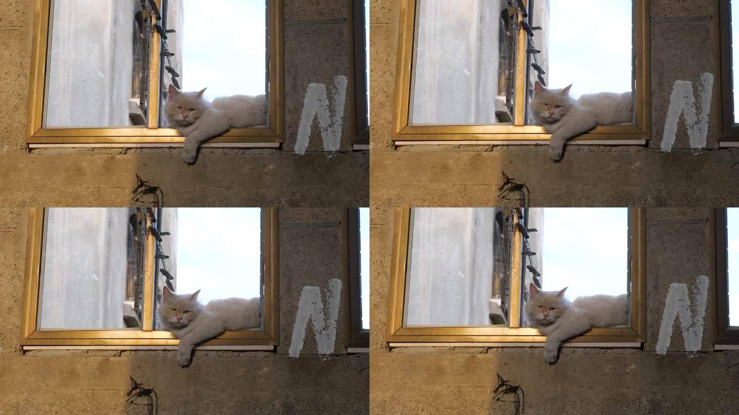 窗台上被遗弃的猫，加沙战争的镜头