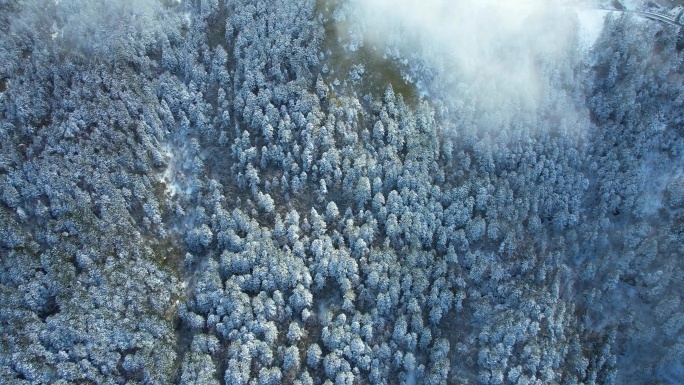 4K震撼冬季森林雪景云雾