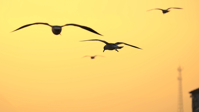 夕阳下海鸥飞翔