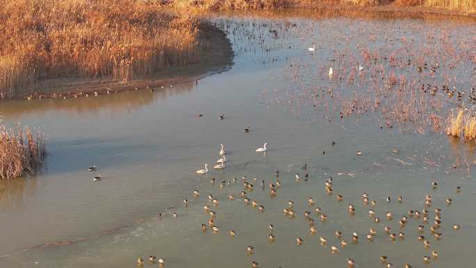 黄河入海口湿地鸟类-1