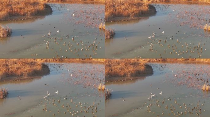 黄河入海口湿地鸟类-1