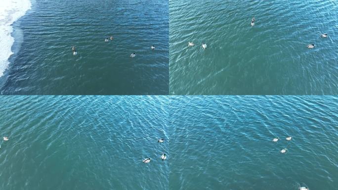 春暖冰融水中游泳的绿头鸭