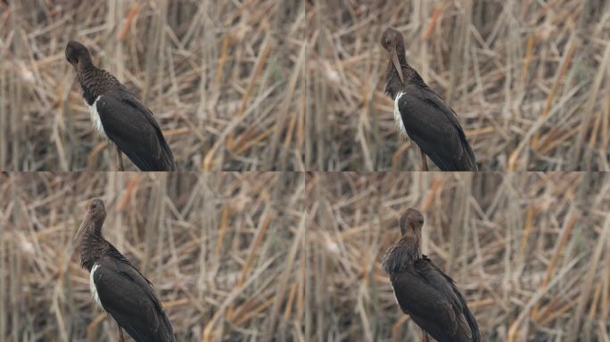 珍稀鸟类-黑鹳在湿地梳理羽毛的特写镜头