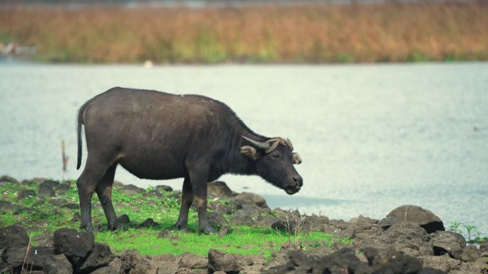 湿地水牛觅食