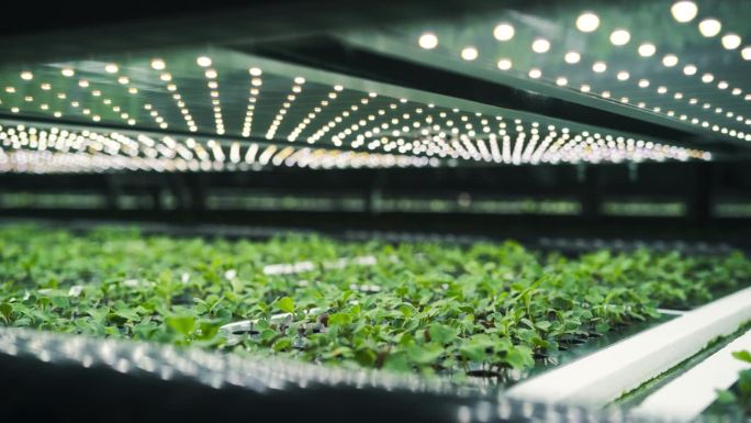 在现代垂直农场的可控环境下种植绿叶。自动室内花园设施与水培系统。公司培育各种植物批发