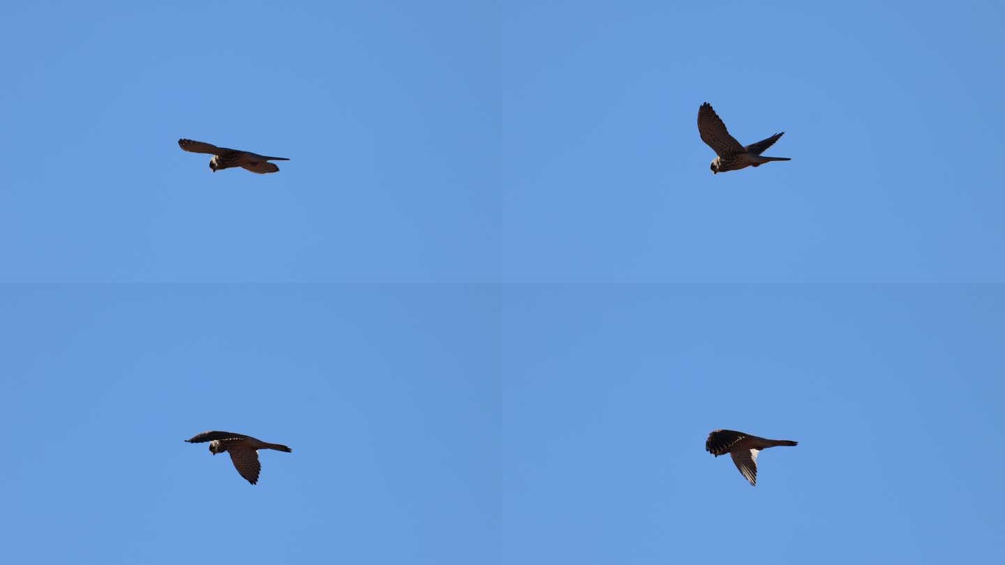 老鹰在空中振翅悬停的画面视觉