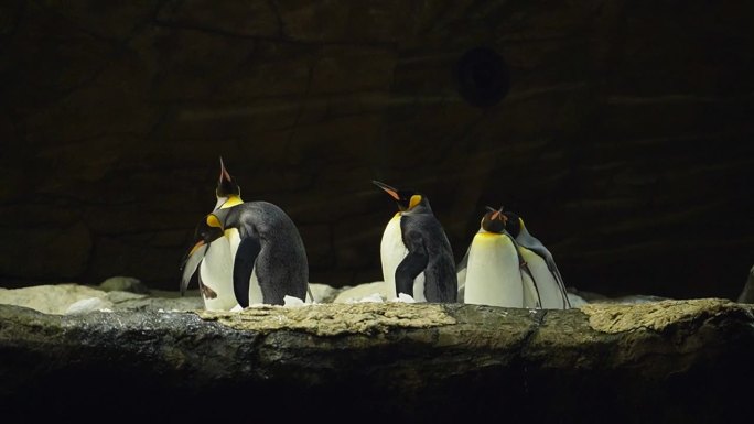 动物园里的王企鹅在拍动翅膀发出声音。