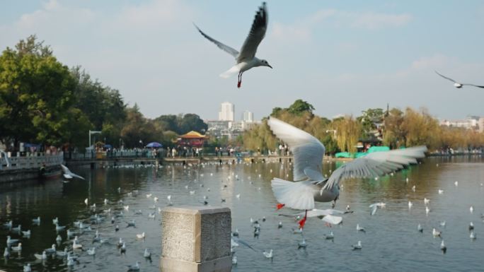 【正版素材】翠湖红嘴鸥海鸥昆明9788