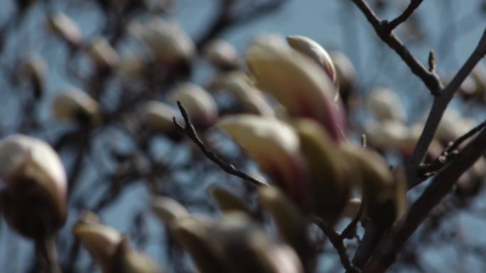 原创视频素材 玉兰树 玉兰花开