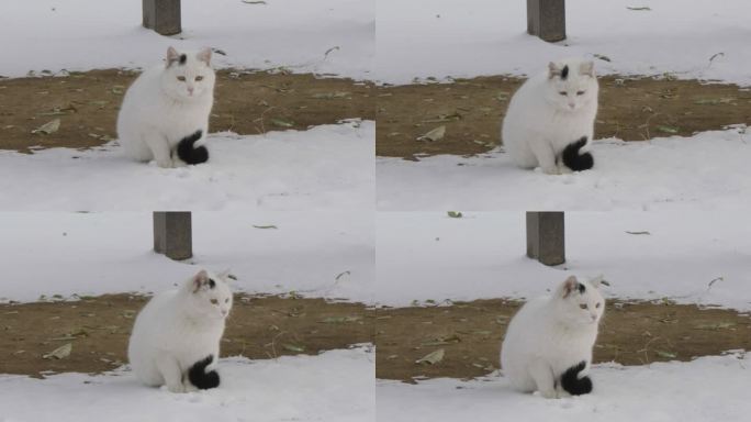 冬季流浪猫白猫在户外看水滴落下