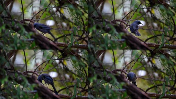 云南保山高黎贡山热带森林里的丽色奇鹛