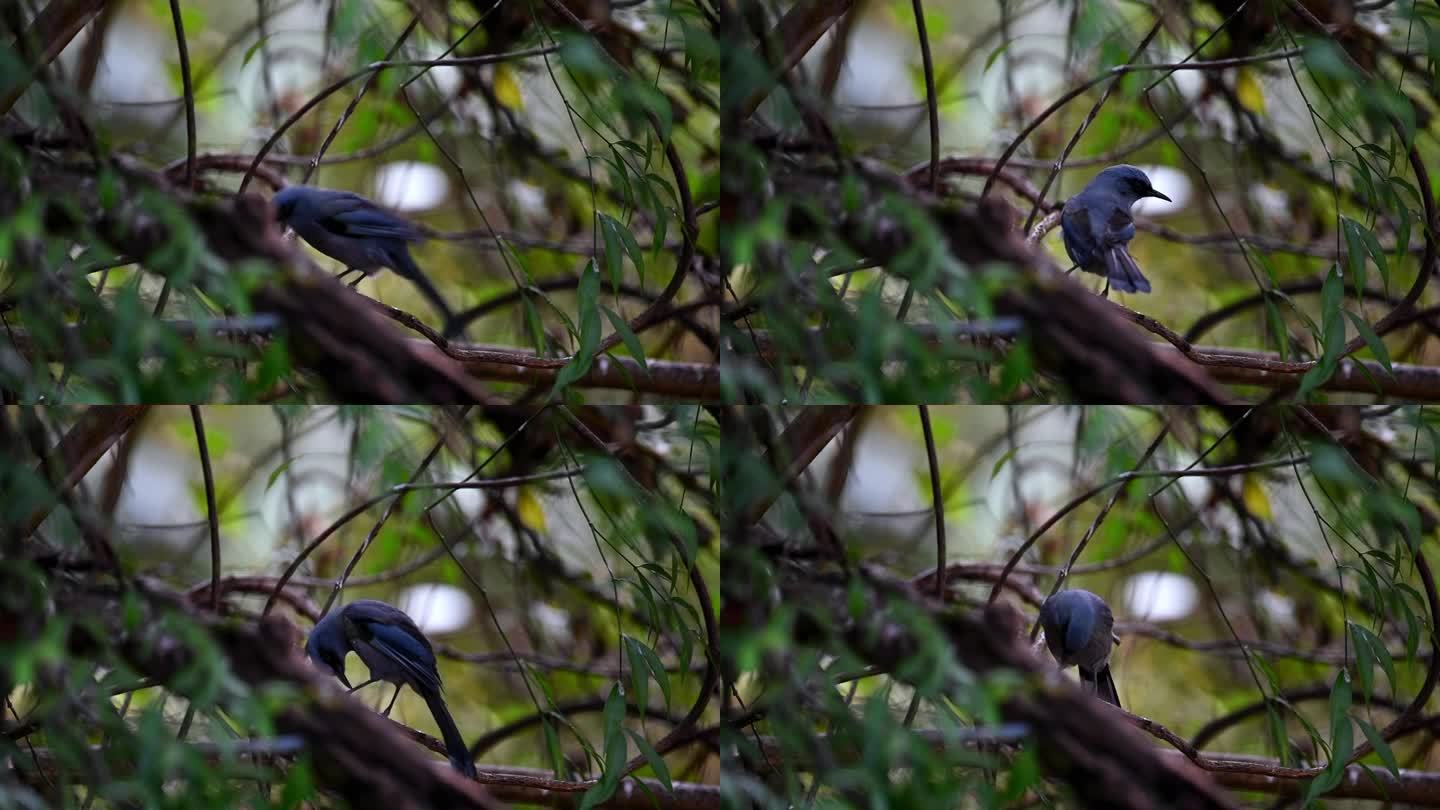 云南保山高黎贡山热带森林里的丽色奇鹛