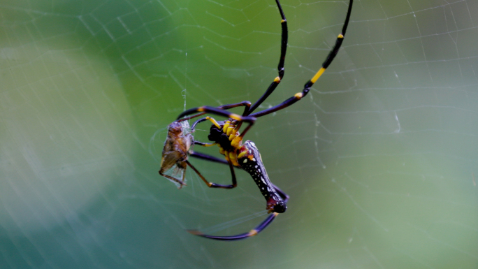 森林蜘蛛织网捕食活动合集