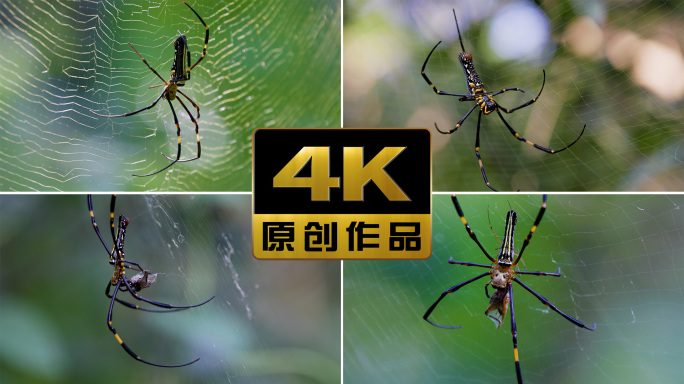 森林蜘蛛织网捕食活动合集