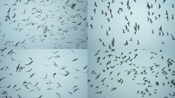 灰翅燕鸥-升格动画