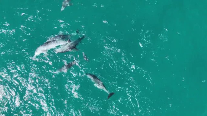 交配的海豚群罕见的无人机拍摄的海豚繁殖和交配，自上而下的无人机拍摄。在北斯特拉德布鲁克岛的蓝色海水中