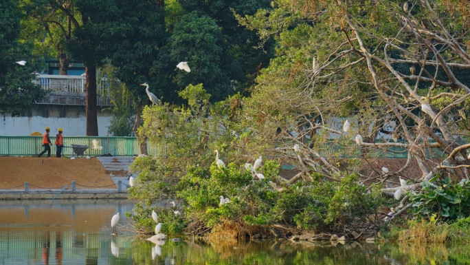 深圳洪湖公园鹭岛落羽杉上的白鹭群