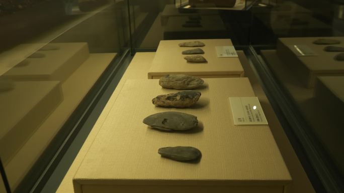 博物馆考古遗址化石