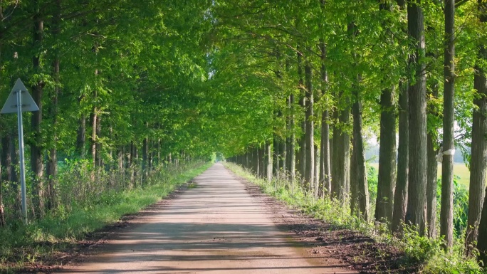 4K乡间林荫小道 乡村公路