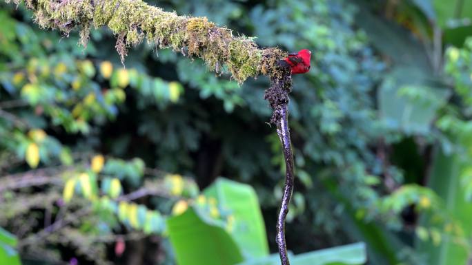 鲜红且喜庆的血雀枝头饮水的生境画面