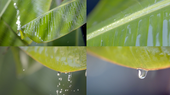 雨打芭蕉叶 下雨 水滴 唯美