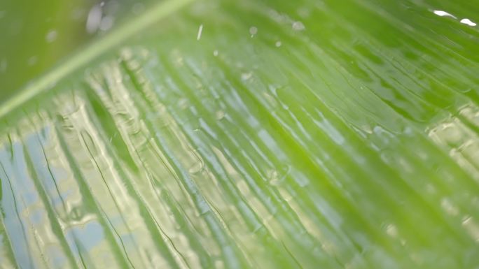 雨打芭蕉叶 下雨 水滴 唯美