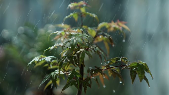 4K 雨中的绿色植物，雨打枫叶慢动作升格