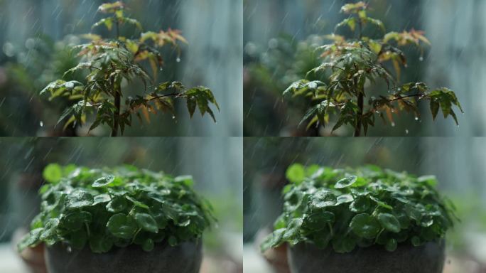 4K 雨中的绿色植物，雨打枫叶慢动作升格