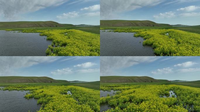 草原湖泊湿地黄花