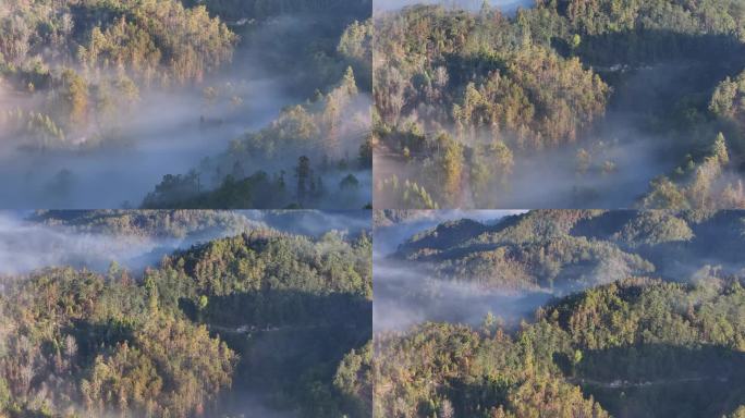 被薄雾笼罩的龙陵县森林美景