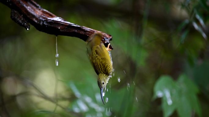 云南高黎贡山热带森林里的纹背捕蛛鸟