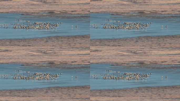 纳帕海湿地中的黑颈鹤