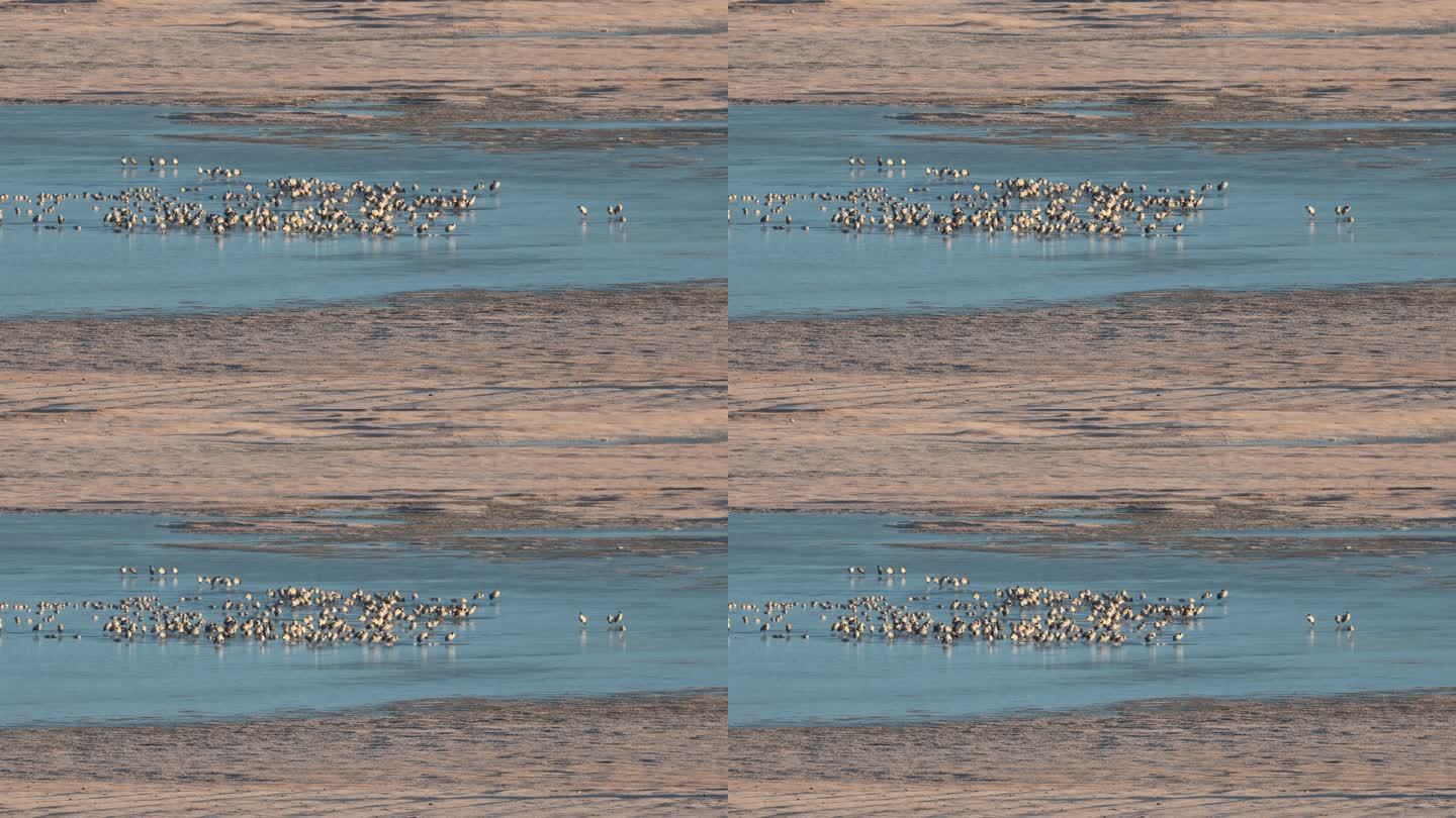 纳帕海湿地中的黑颈鹤