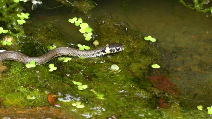 草蛇(Natrix Natrix)在水面上，然后离开画面，特写。