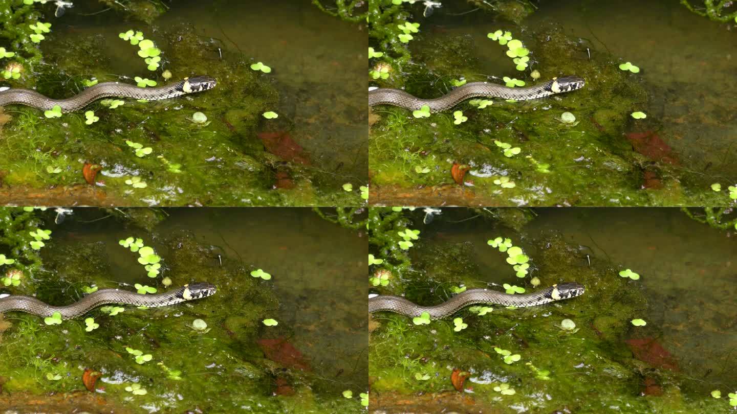 草蛇(Natrix Natrix)在水面上，然后离开画面，特写。