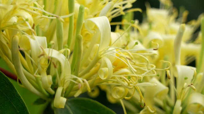 中草药 金银花 山银花种植 银花茶